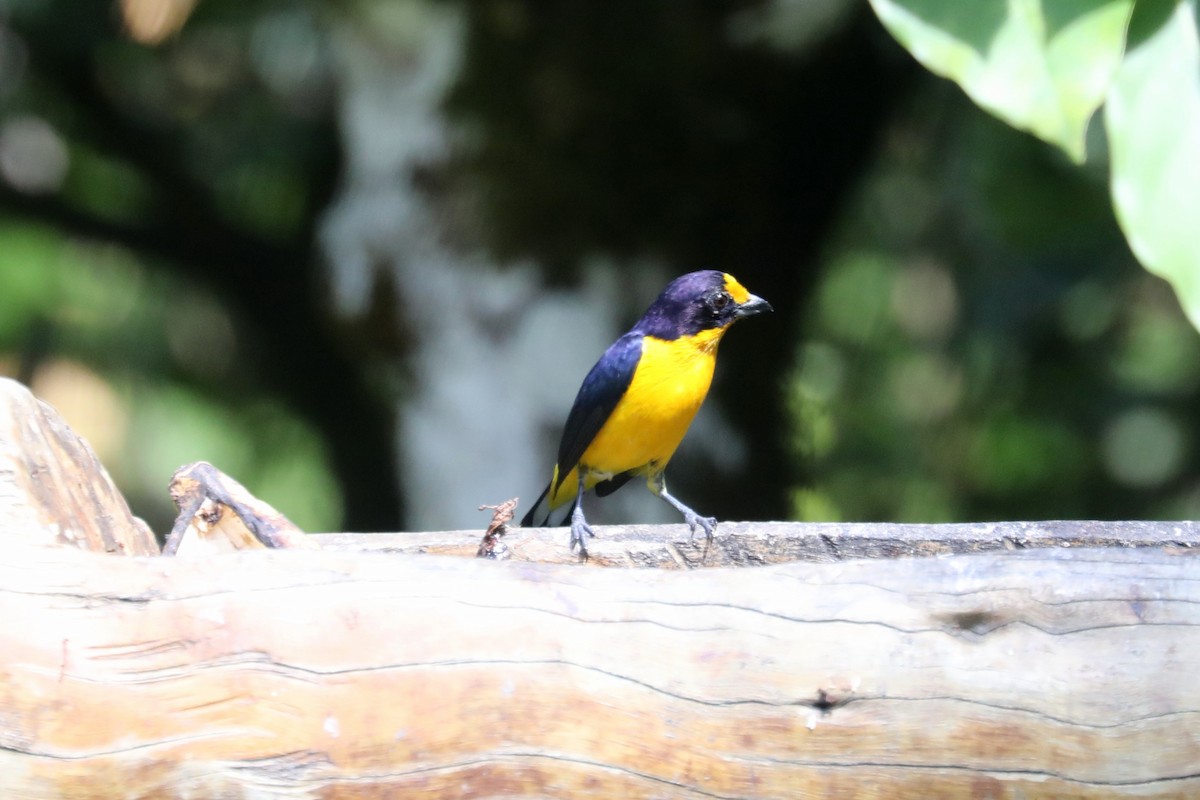 Violaceous Euphonia - Stephen Gast