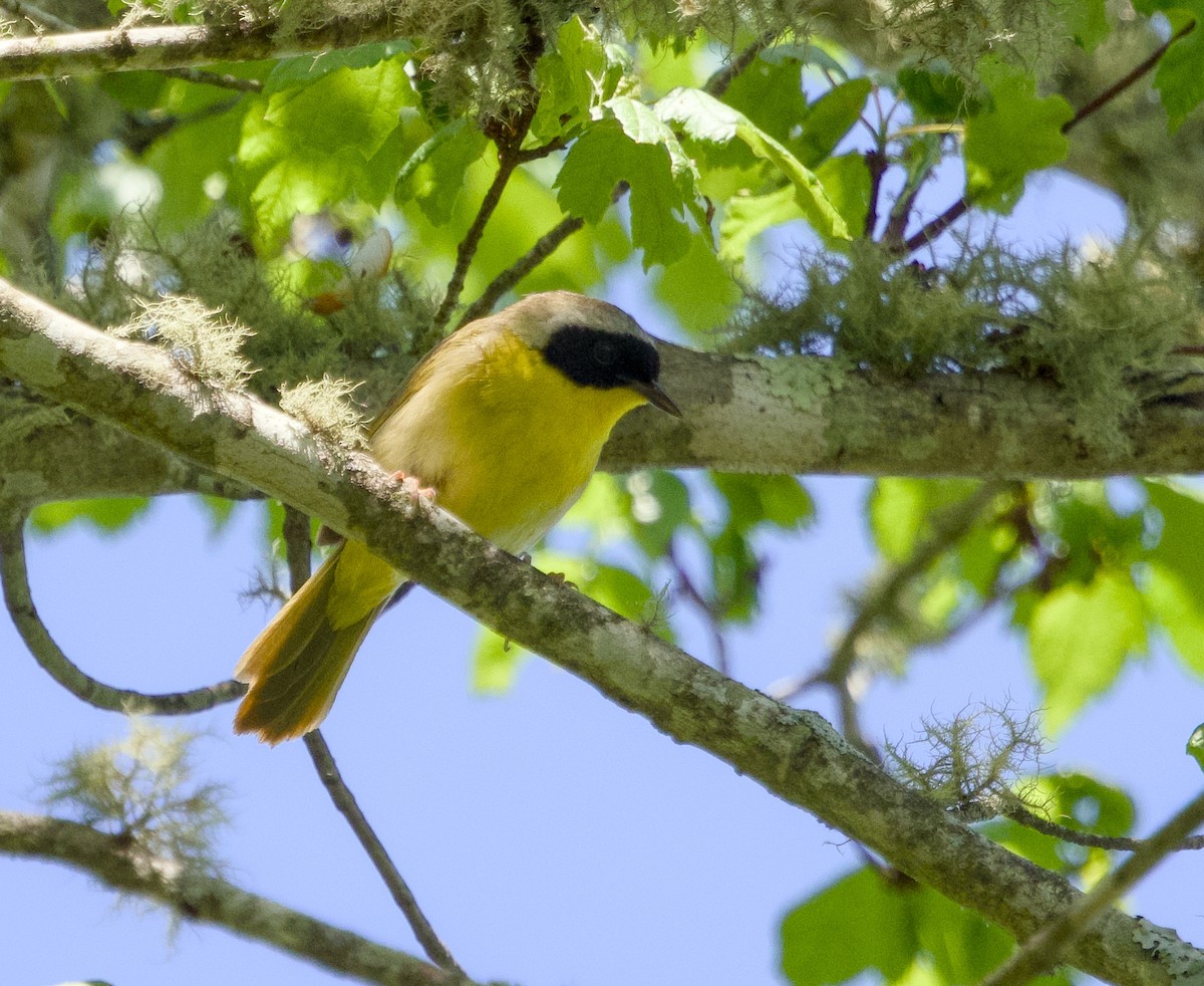 Common Yellowthroat - ML619583946