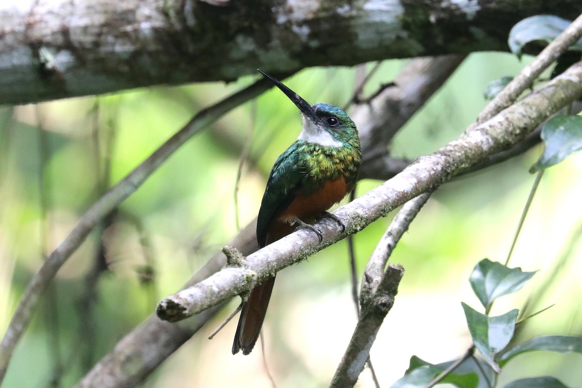 Rufous-tailed Jacamar - Stephen Gast