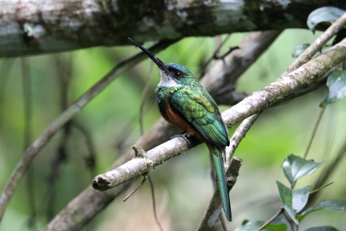 Jacamar à queue rousse - ML619583949