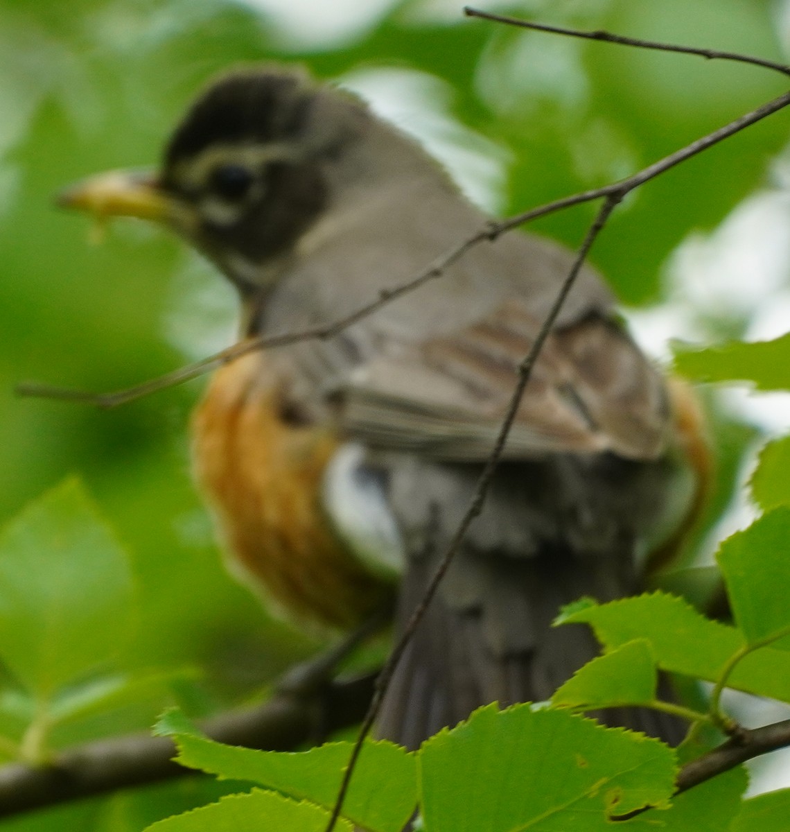 American Robin - ML619583953