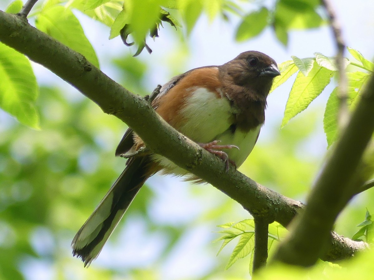 Eastern Towhee - Dan Christensen