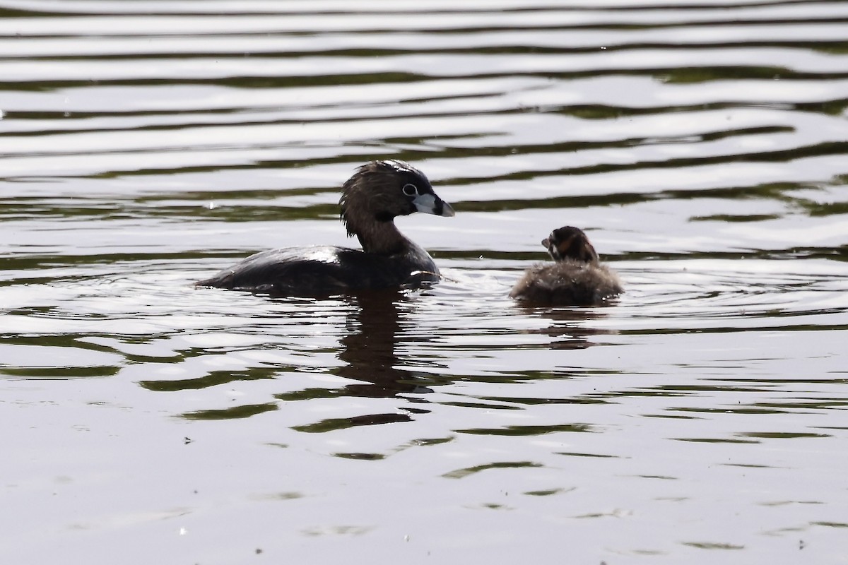 Pied-billed Grebe - ML619583958