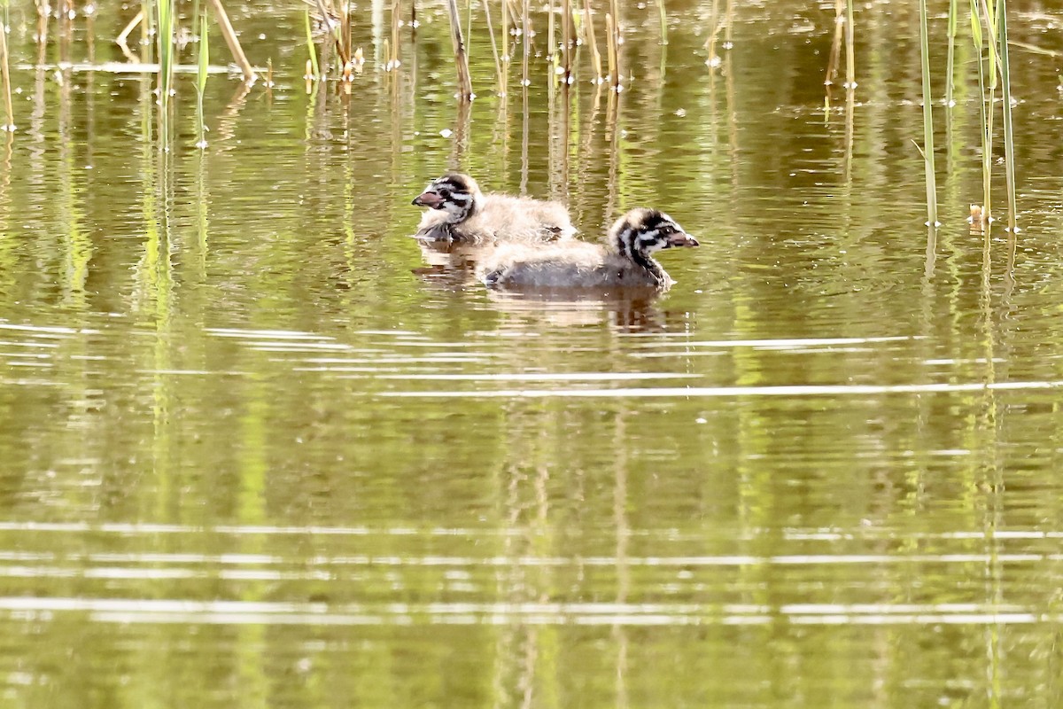 Pied-billed Grebe - ML619583959