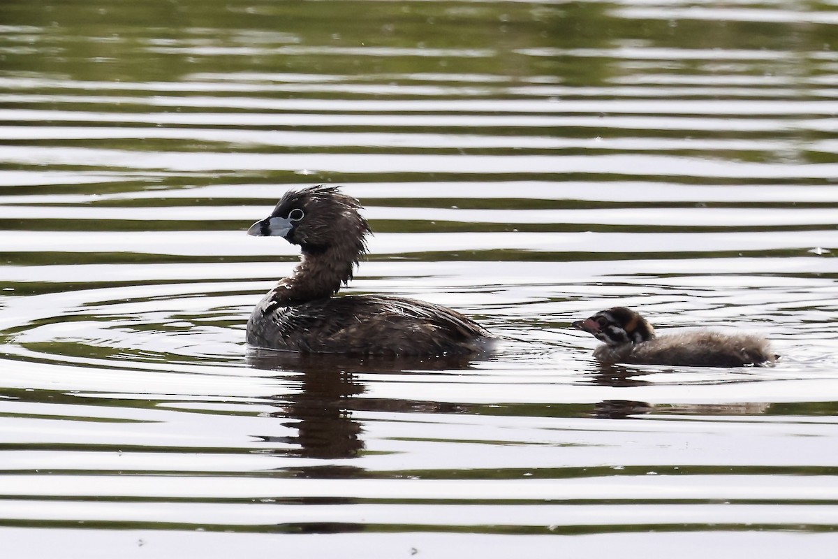 Pied-billed Grebe - ML619583961