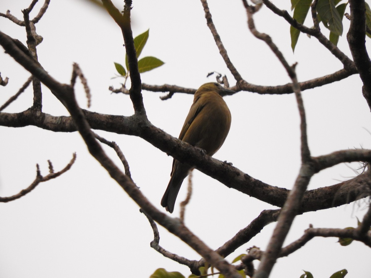 Palm Tanager - Roberto Rebeque Junior