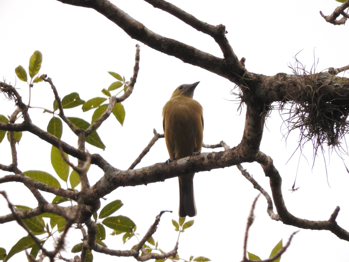 Palm Tanager - Roberto Rebeque Junior