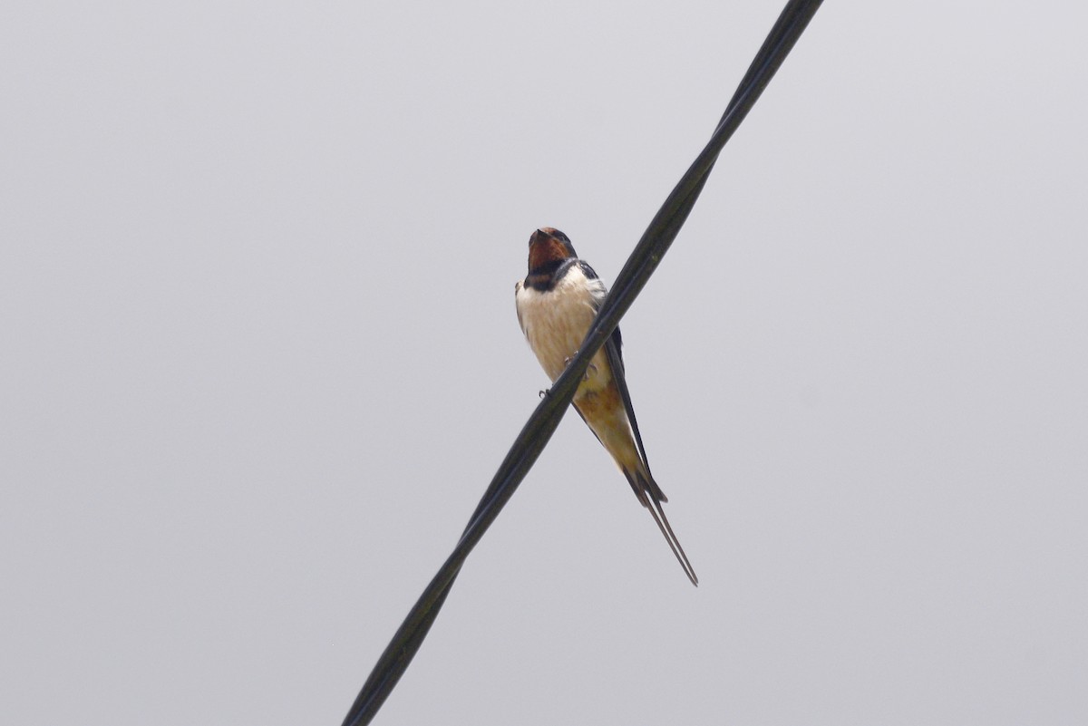 Barn Swallow - Rui Ferreira