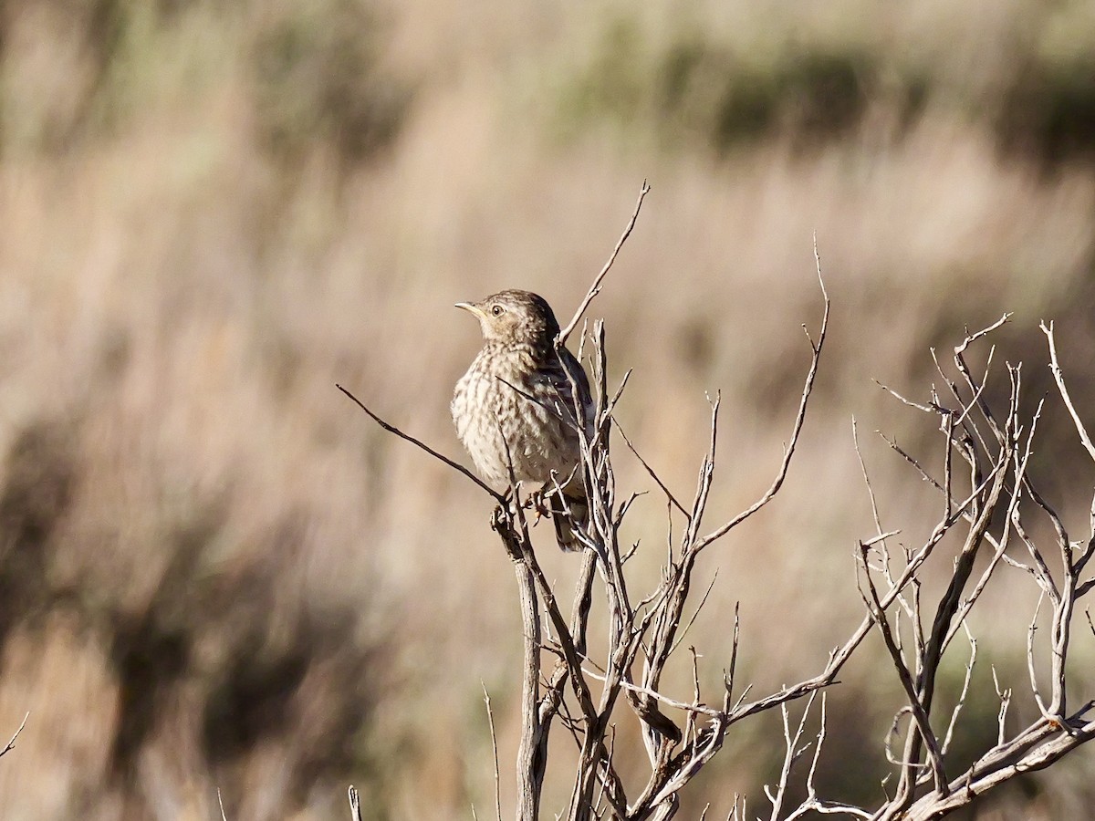 Sage Thrasher - Brett Hartl