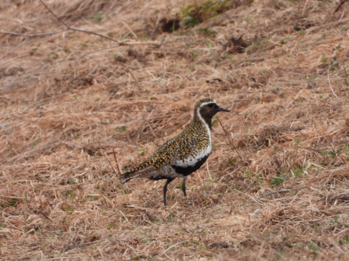 European Golden-Plover - Jon Iratzagorria Garay