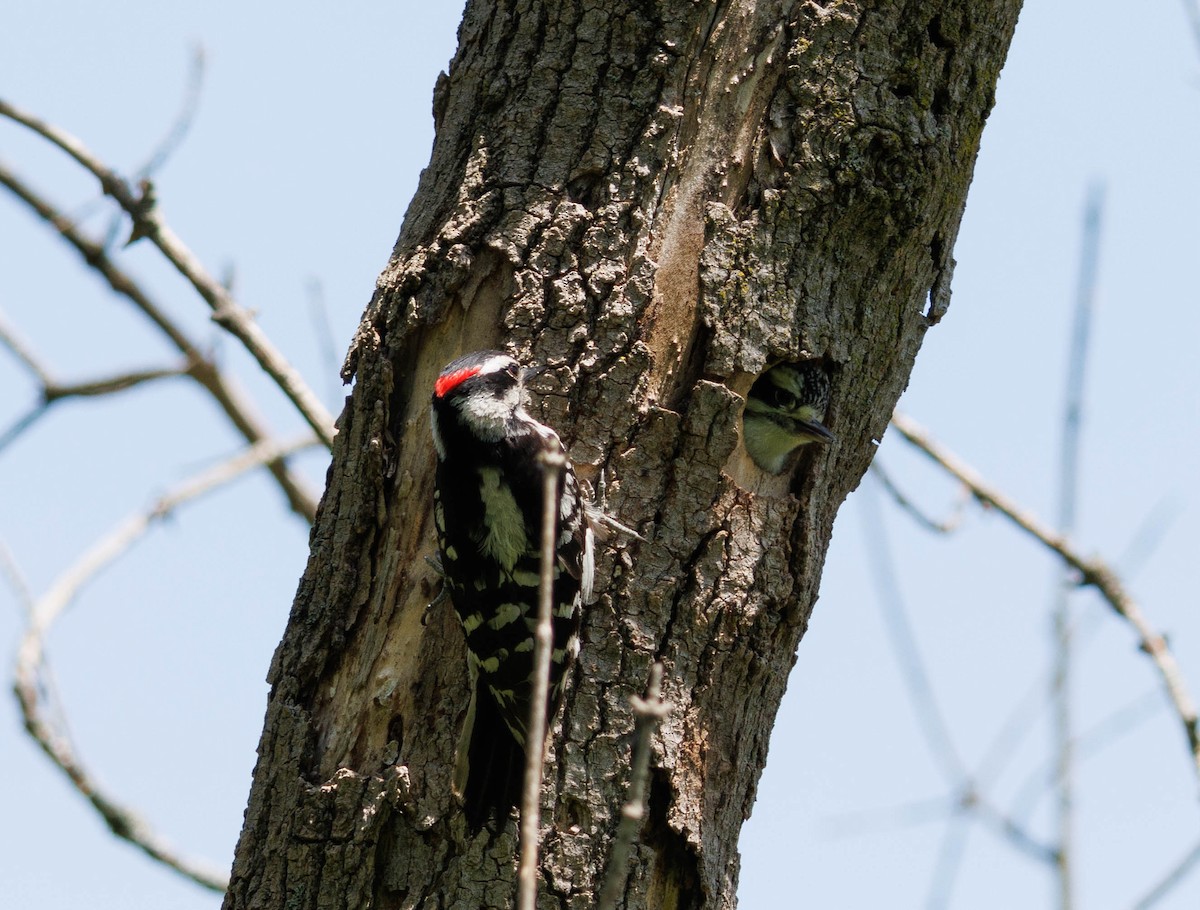 Downy Woodpecker - ML619583980