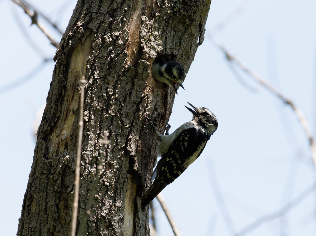 Downy Woodpecker - ML619583982