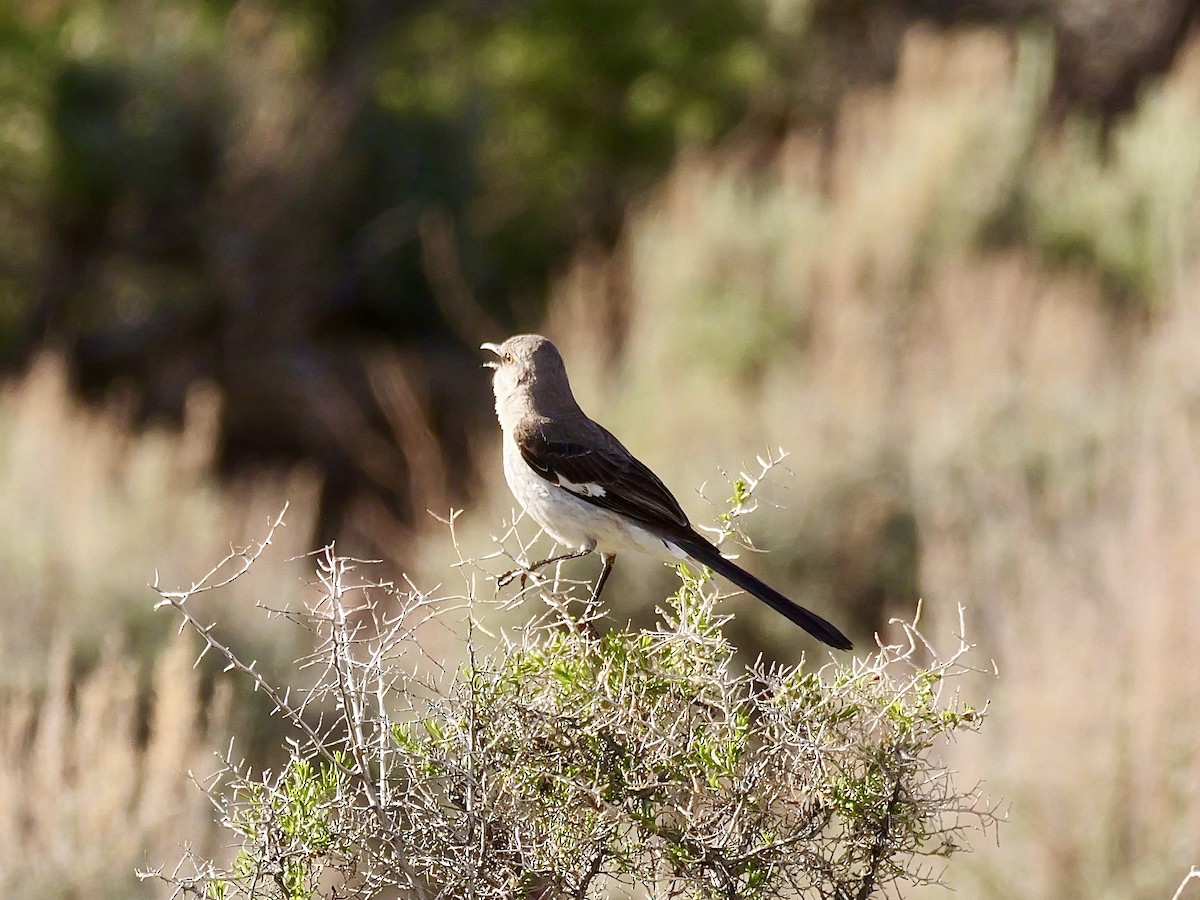 Northern Mockingbird - Brett Hartl