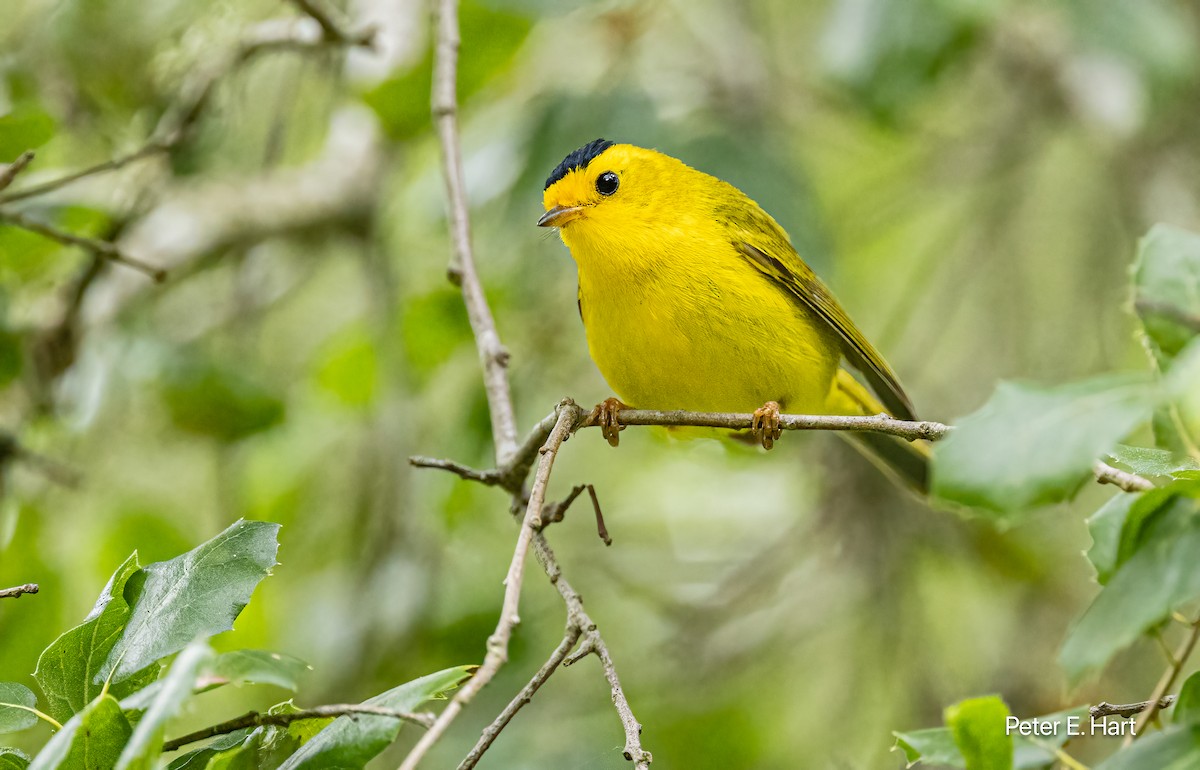 kalottparula - ML619583989