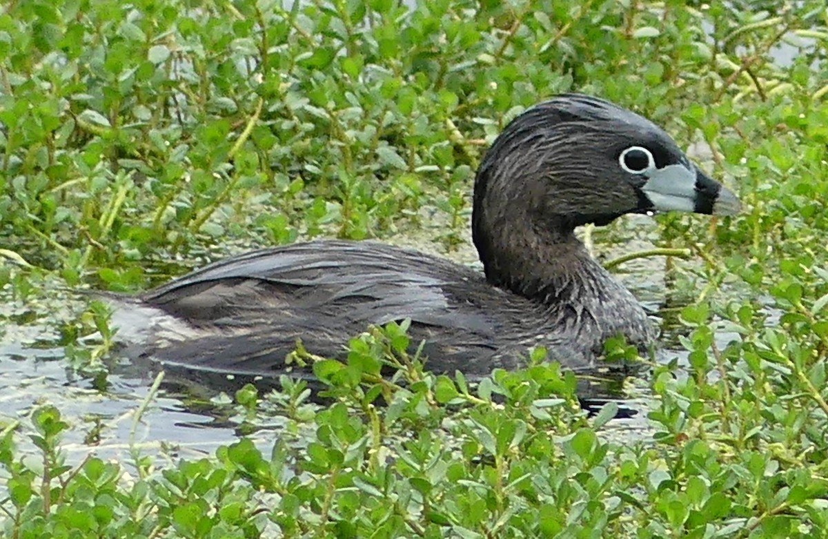 Pied-billed Grebe - Karen McKinley