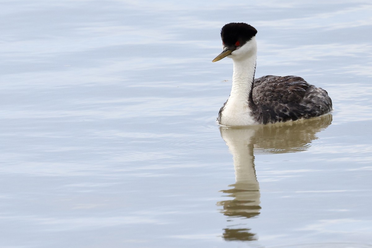 Western Grebe - Karen Barlow