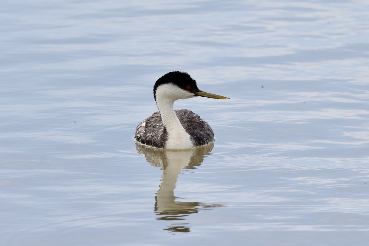 Western Grebe - Karen Barlow