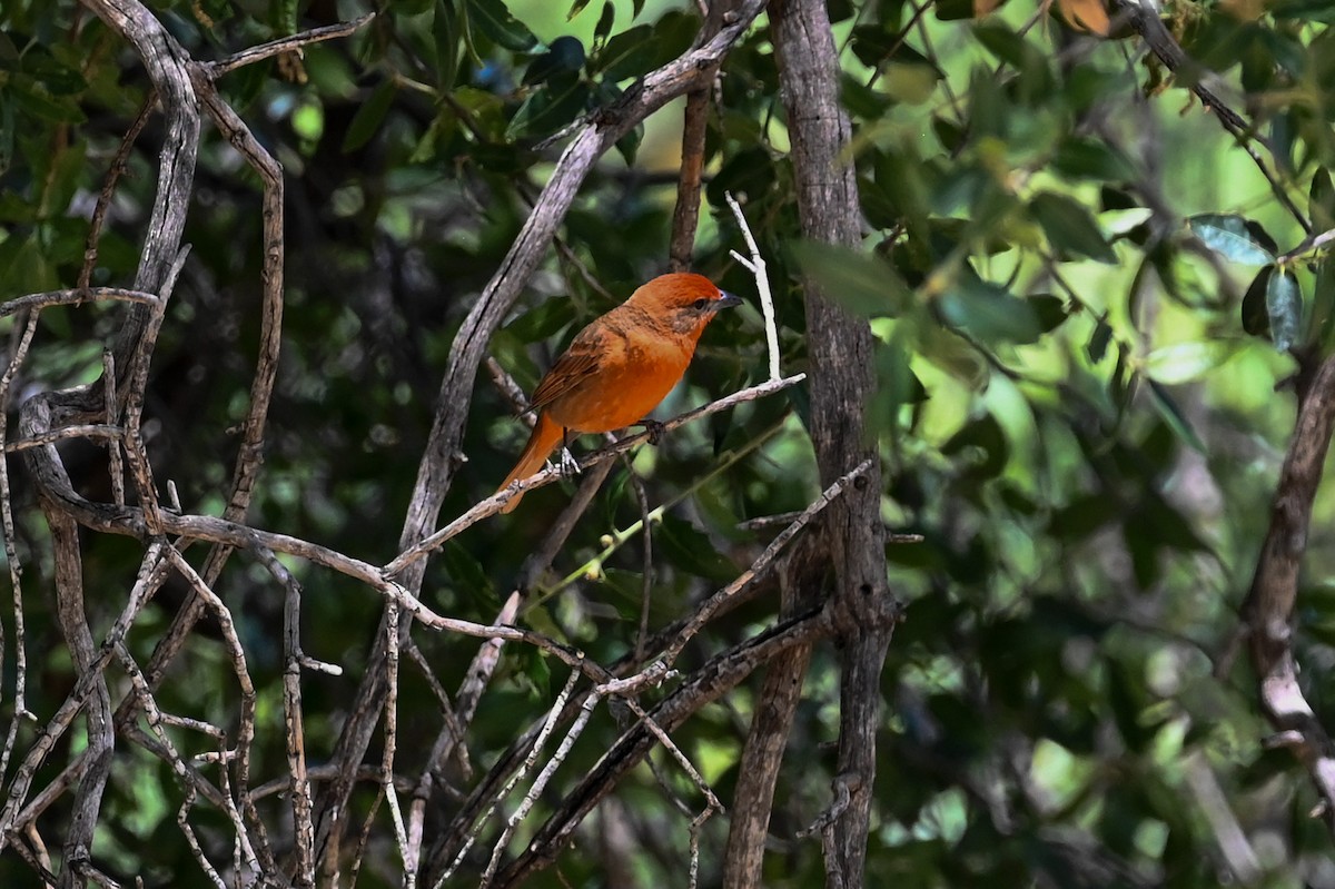 Hepatic Tanager - Carrie Gelsey