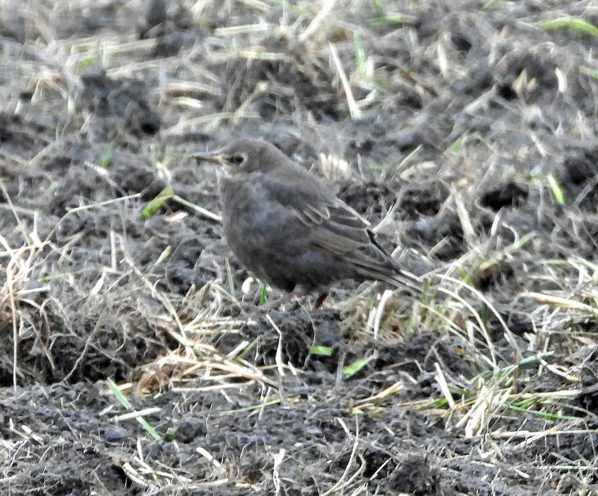 European Starling - Jock McCracken