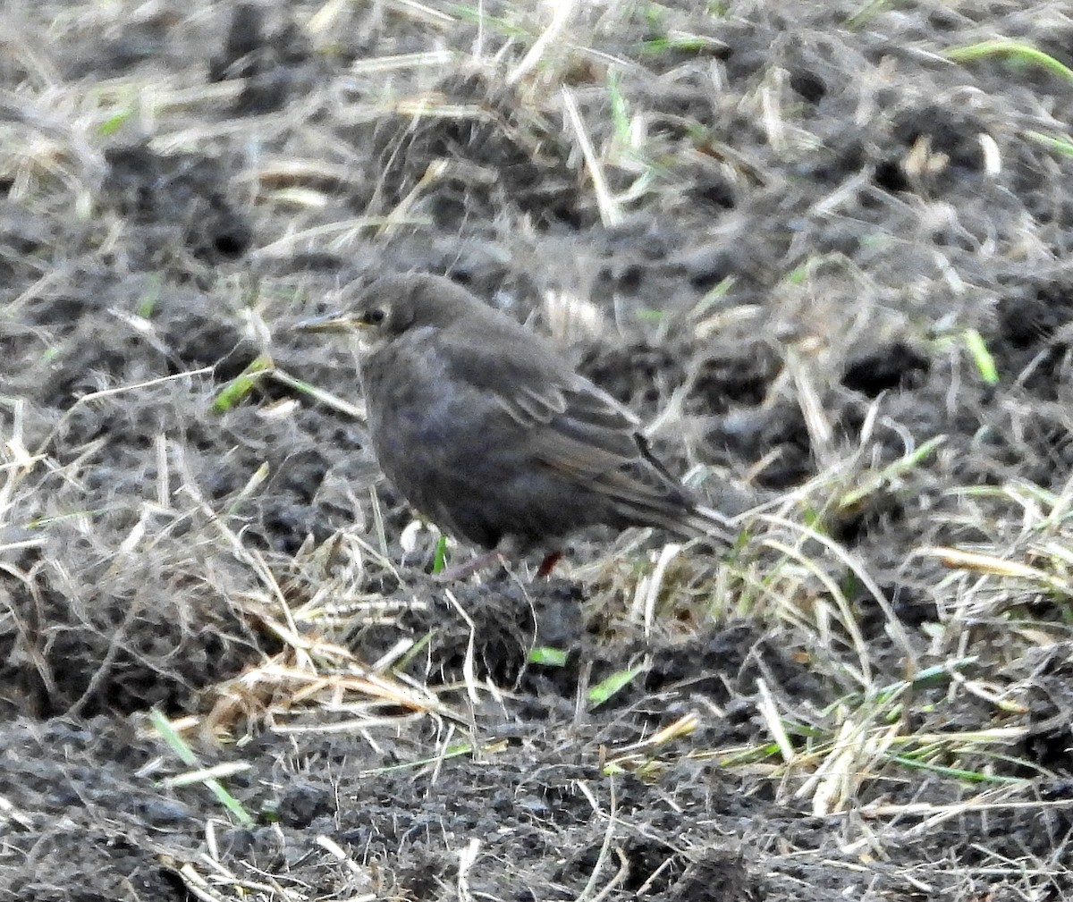 European Starling - Jock McCracken