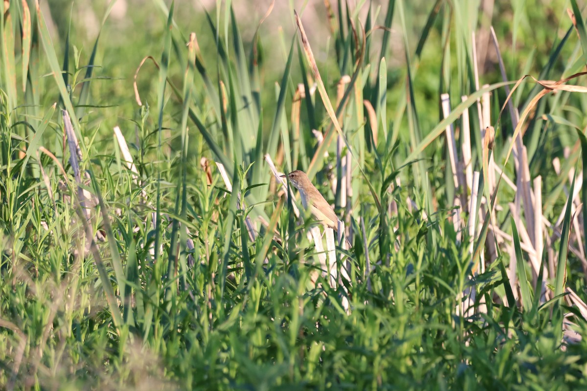 Great Reed Warbler - Dean Veselinovich