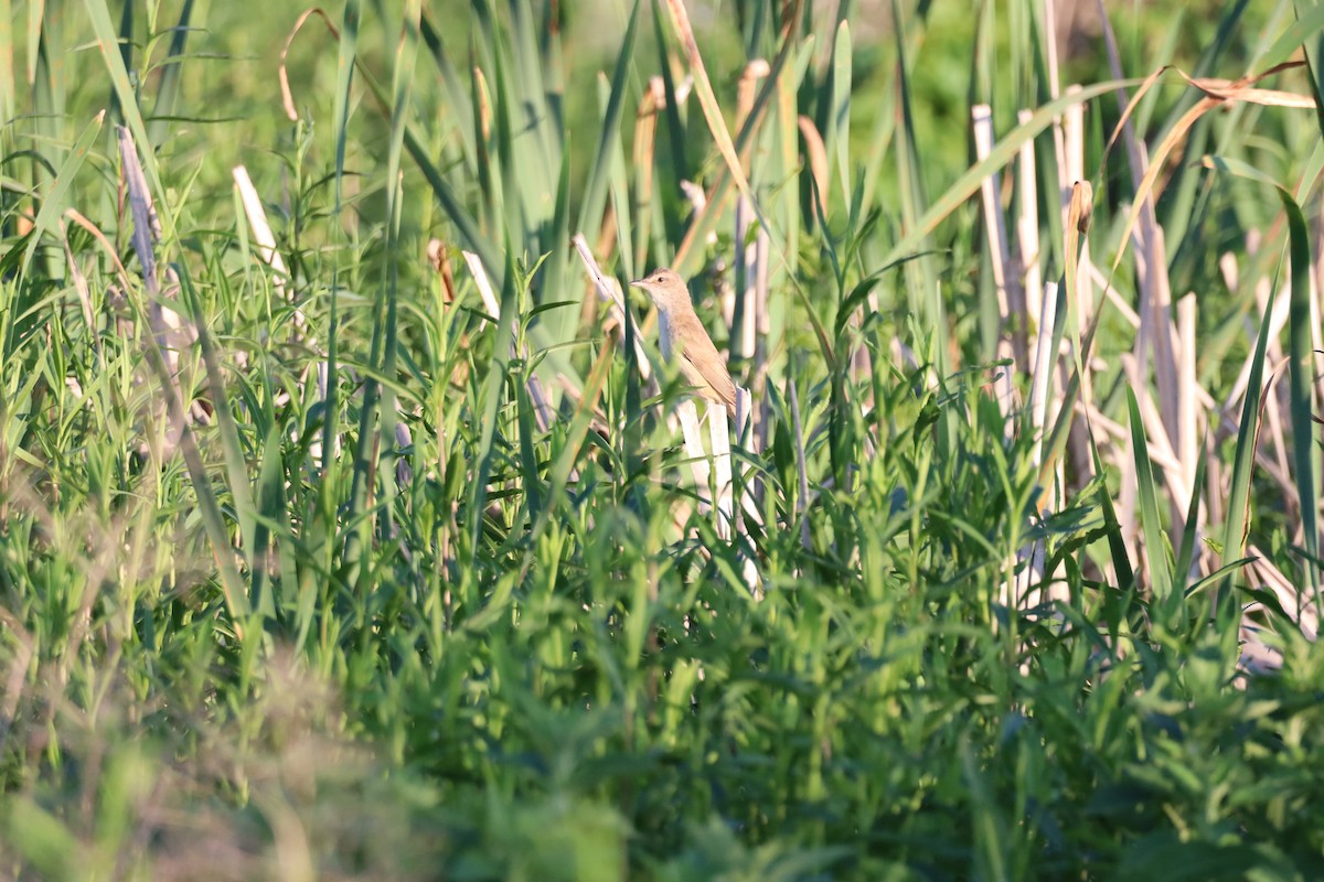 Great Reed Warbler - Dean Veselinovich