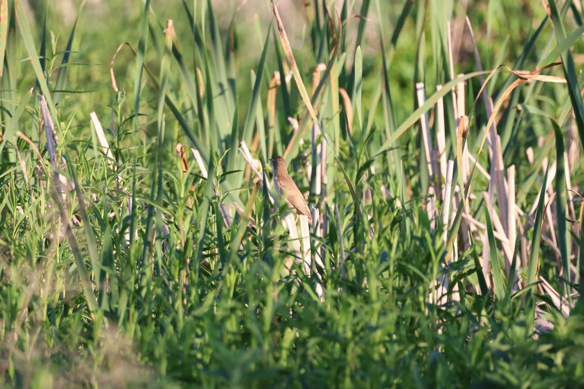 Great Reed Warbler - Dean Veselinovich