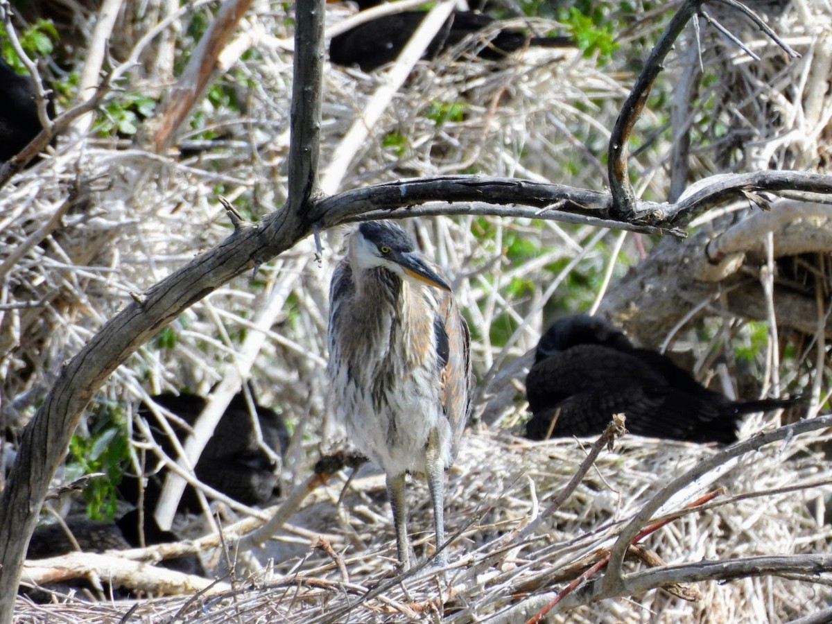 Great Blue Heron - patricia kuzma sell