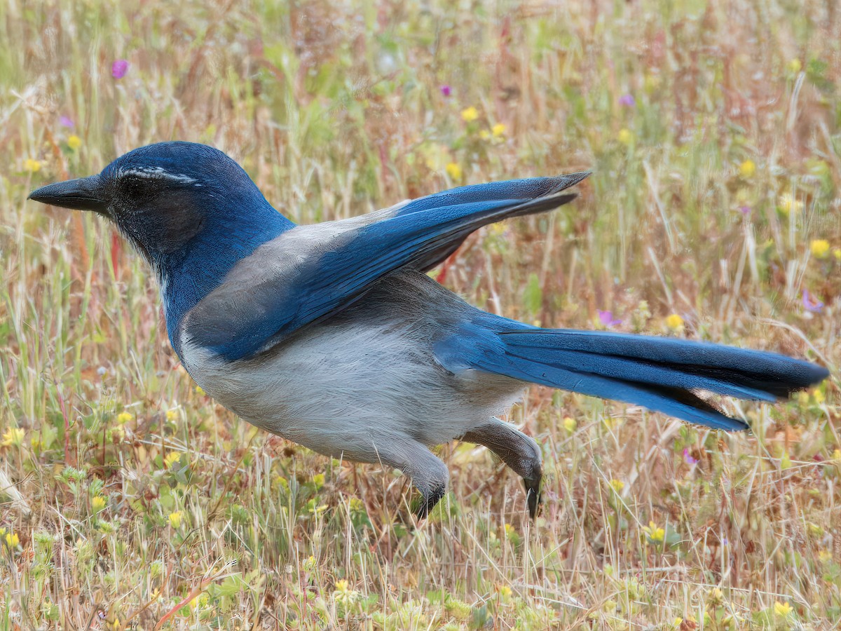 California Scrub-Jay - ML619584023