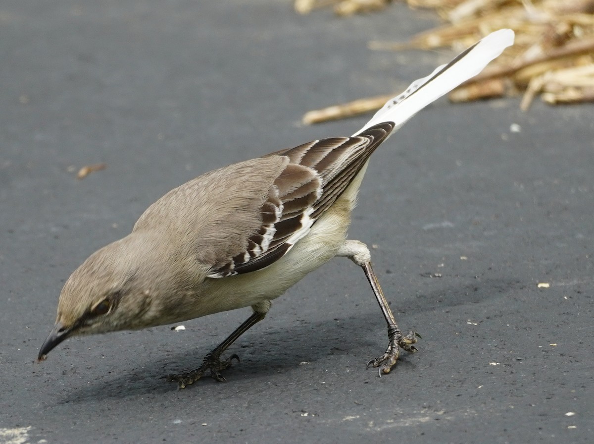 Northern Mockingbird - ML619584024