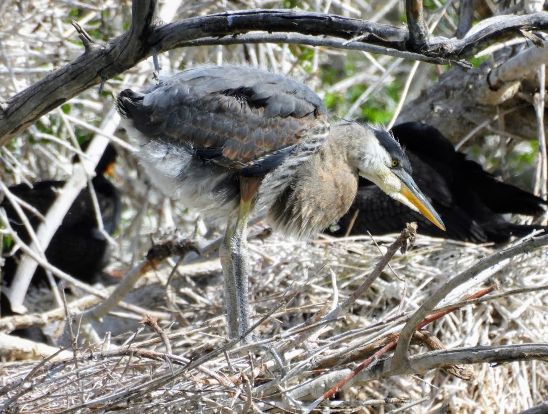 Great Blue Heron - patricia kuzma sell