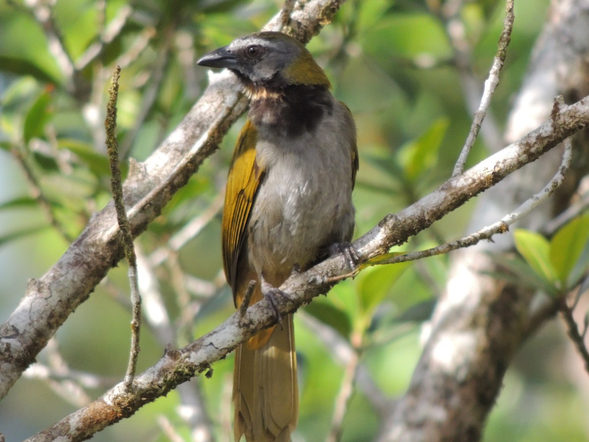 Buff-throated Saltator - Roger Lambert