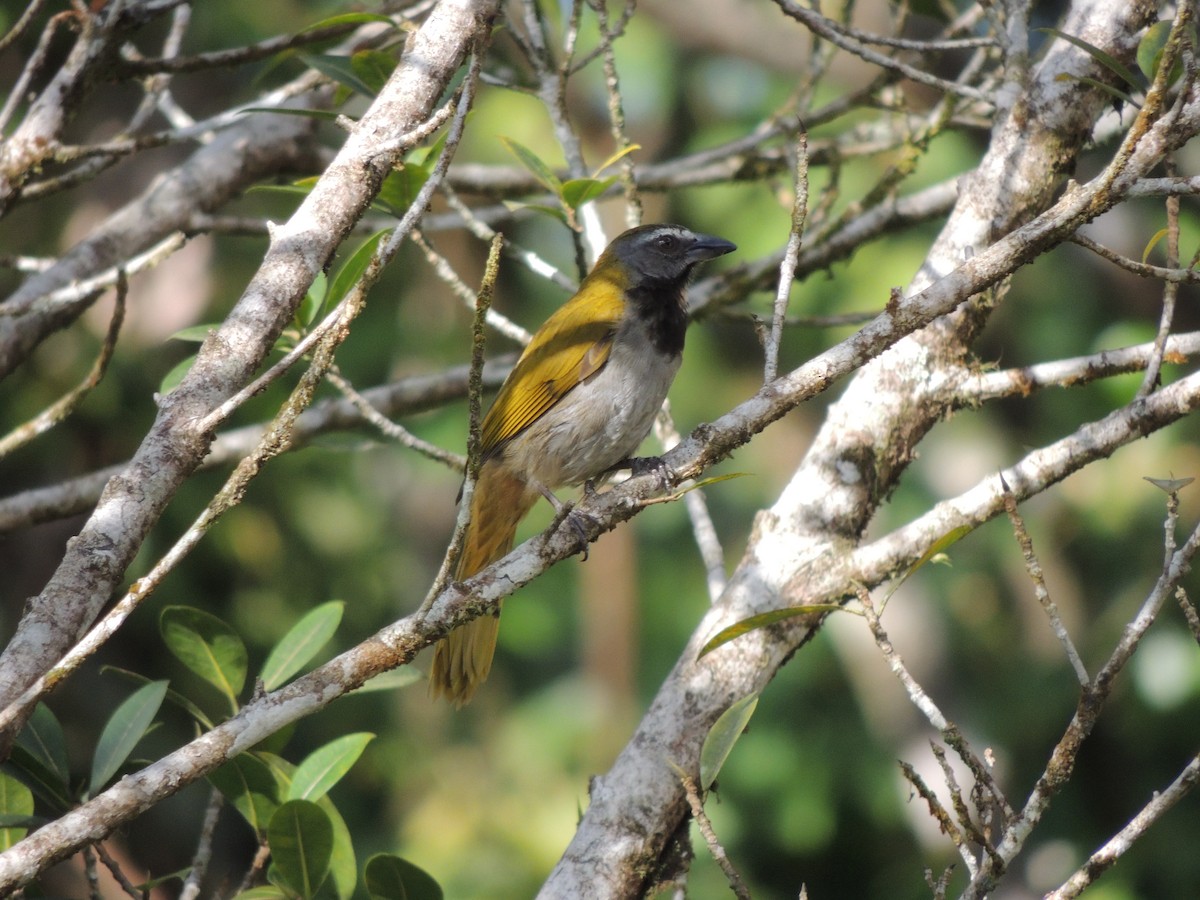 Buff-throated Saltator - Roger Lambert