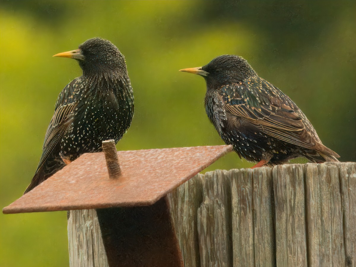 European Starling - ML619584029