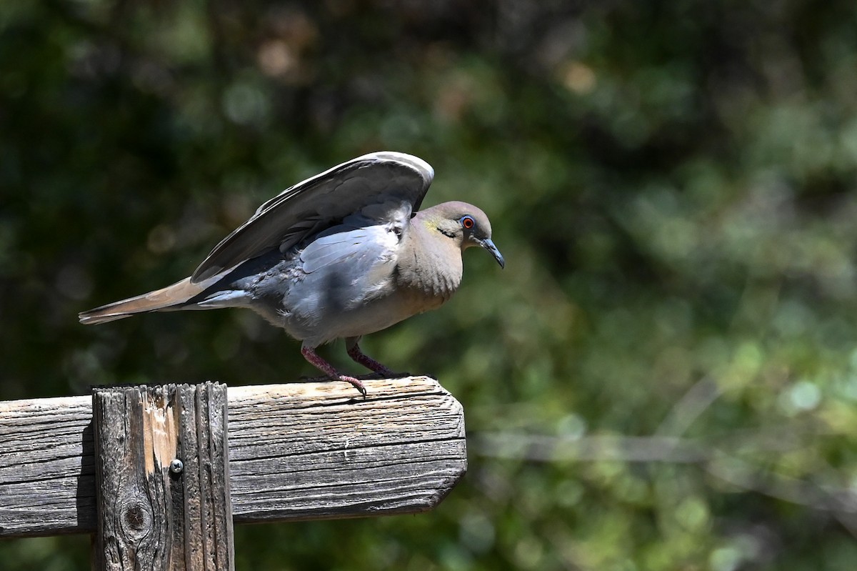 White-winged Dove - ML619584030