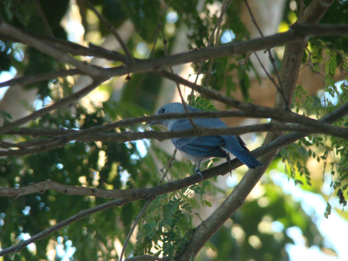 Sayaca Tanager - Carlos Crocce