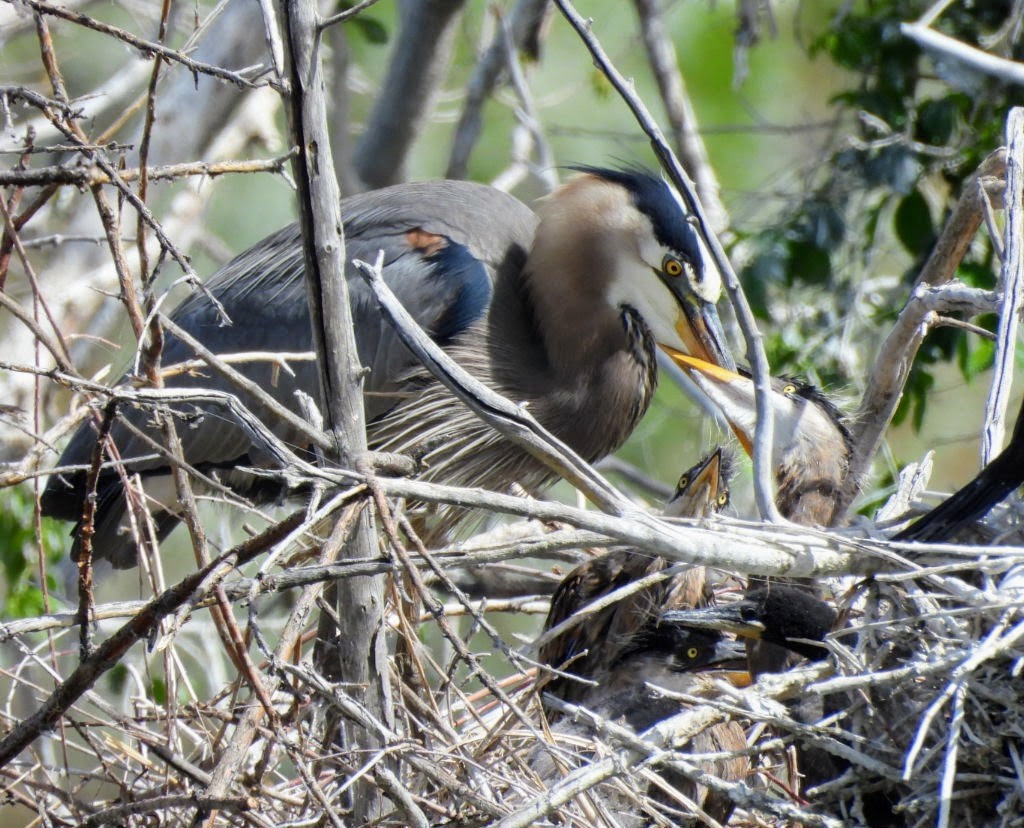 Great Blue Heron - patricia kuzma sell