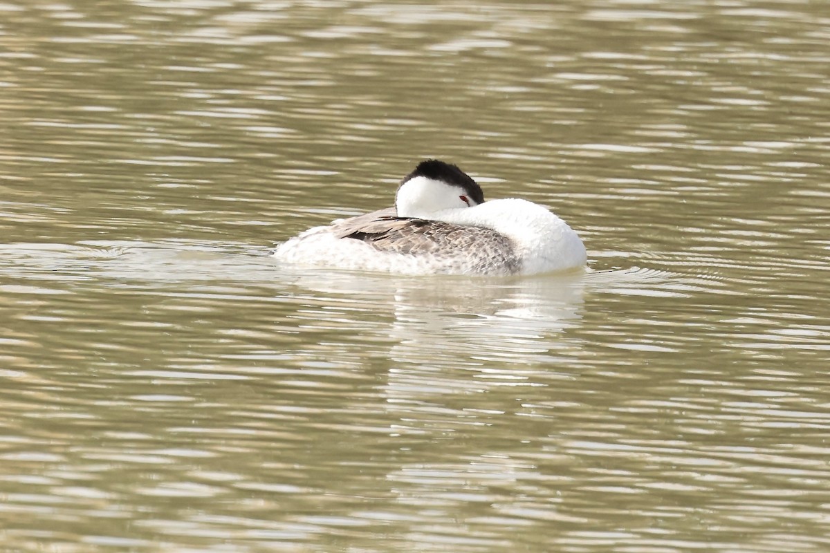 Clark's Grebe - Karen Barlow