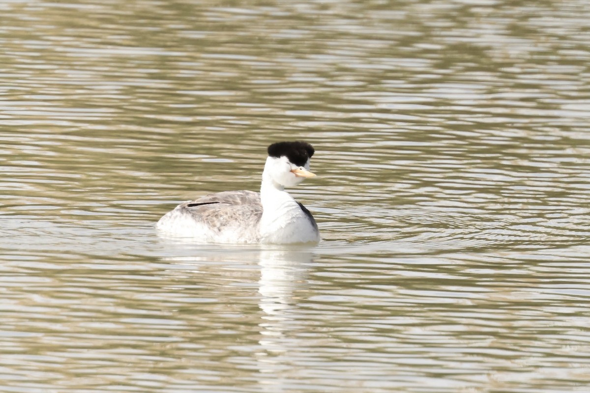 Clark's Grebe - Karen Barlow