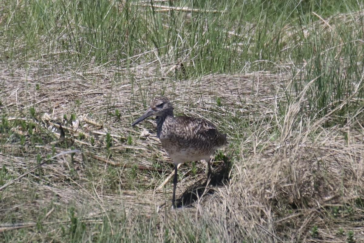 Willet (Eastern) - Kelly Krechmer