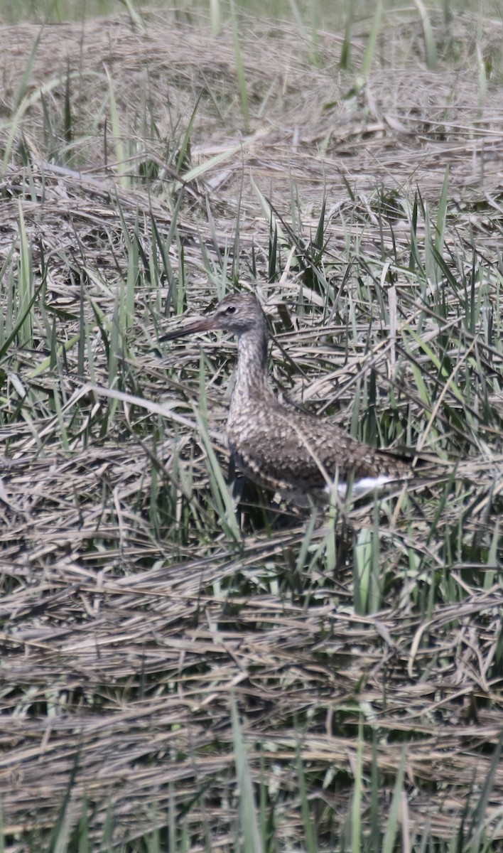 Willet (Eastern) - Kelly Krechmer