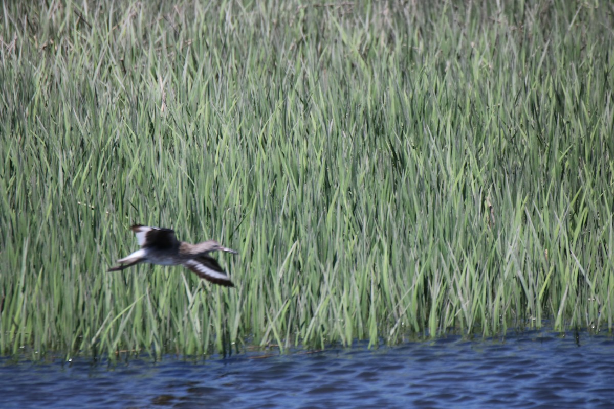 Willet (Eastern) - Kelly Krechmer