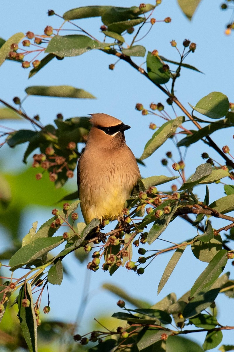 Cedar Waxwing - Luc Girard