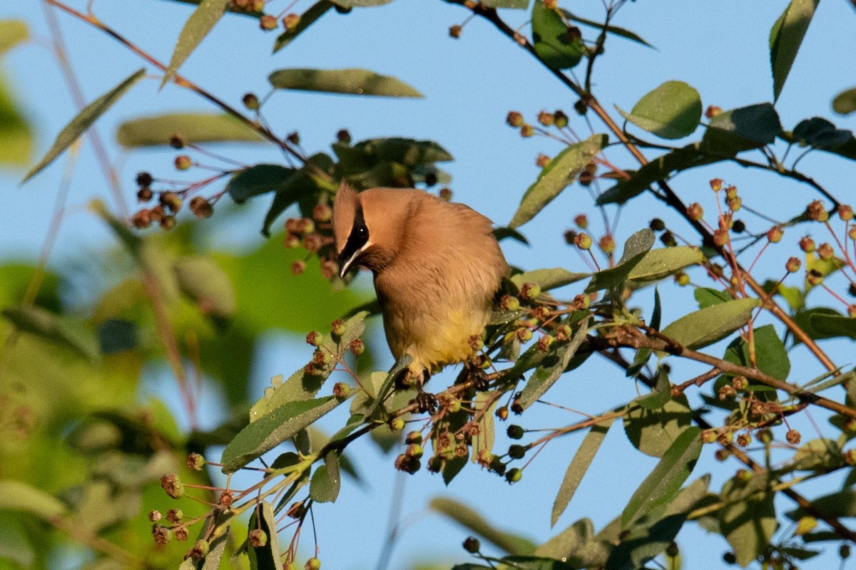 Cedar Waxwing - Luc Girard