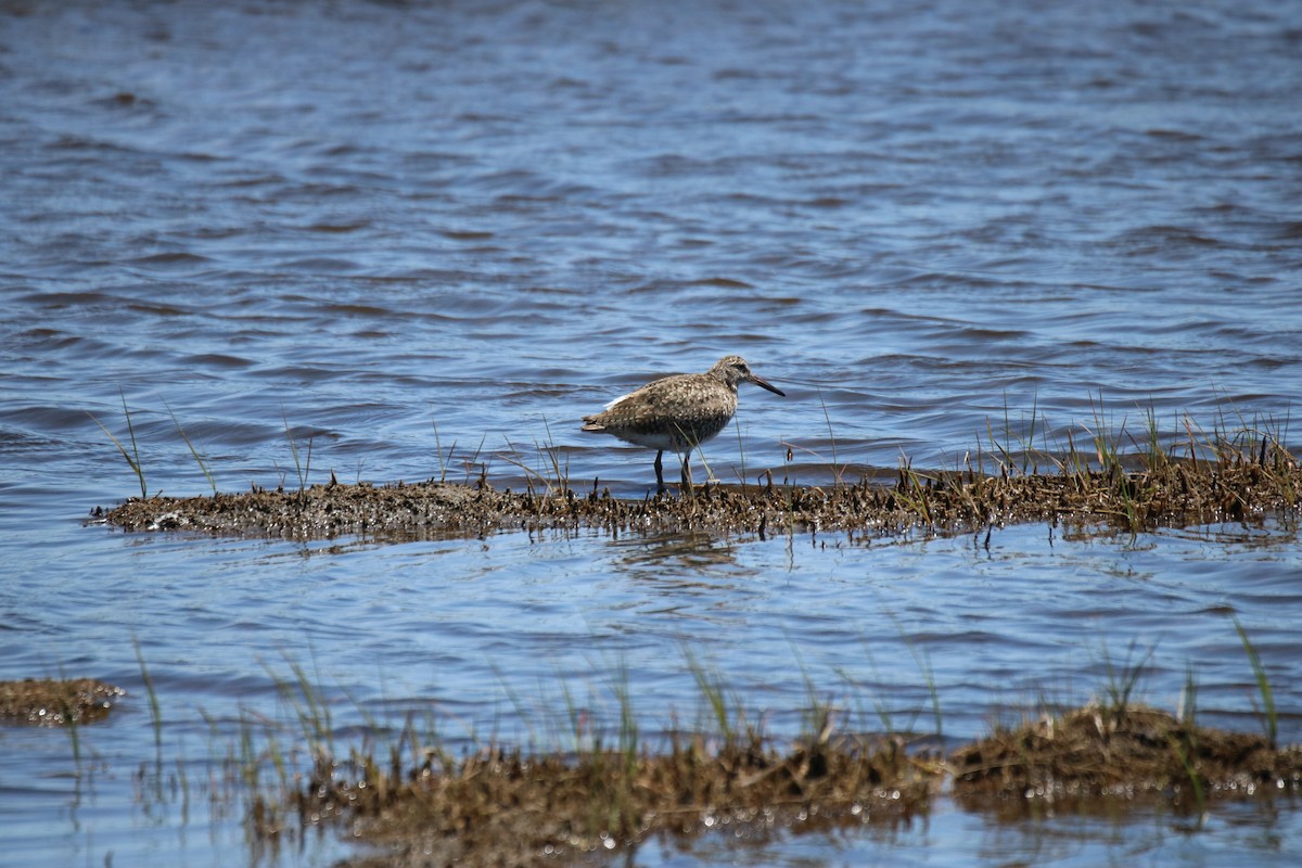 Willet (Eastern) - Kelly Krechmer