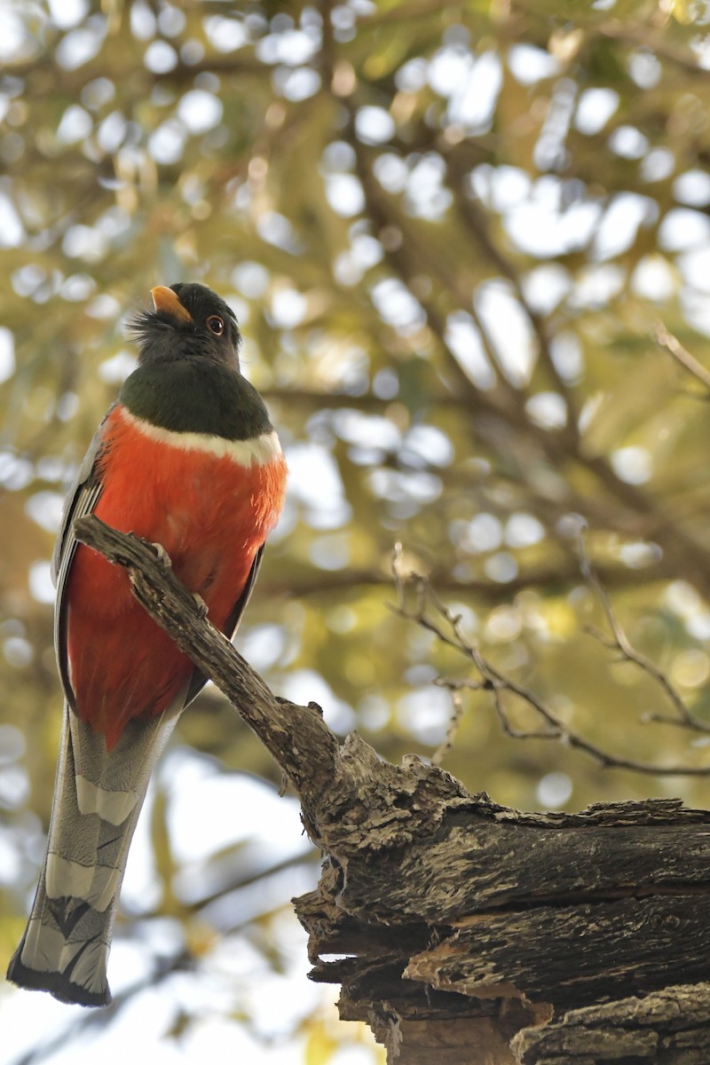 Elegant Trogon - Bob Fields