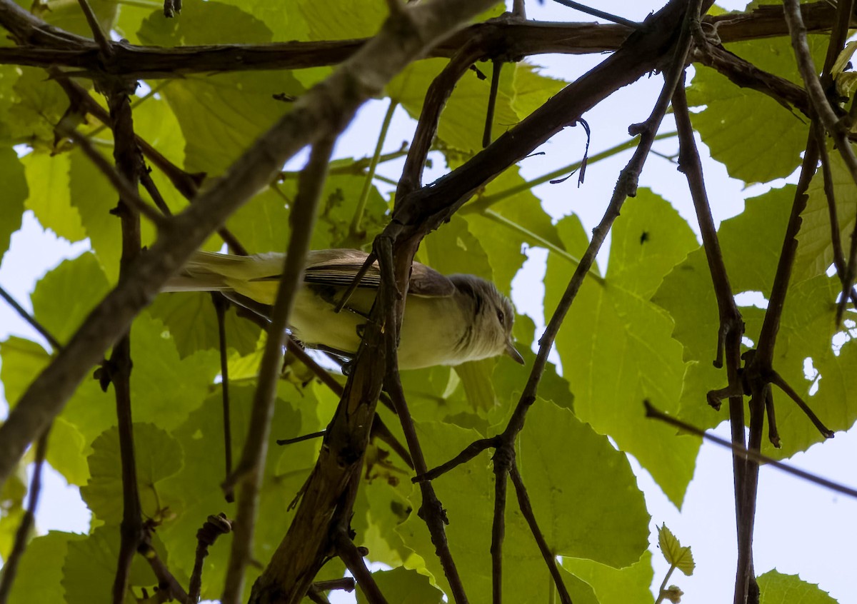 Warbling Vireo - ML619584076