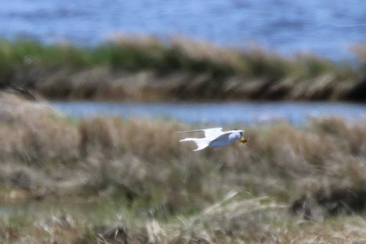 Least Tern - Kelly Krechmer