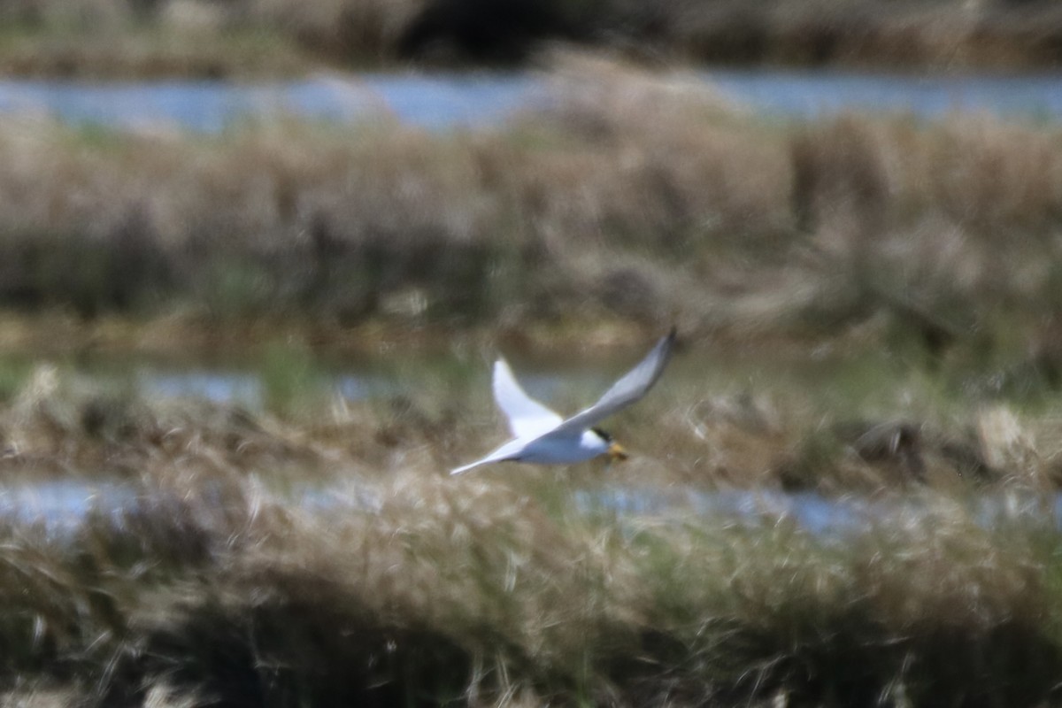 Least Tern - Kelly Krechmer