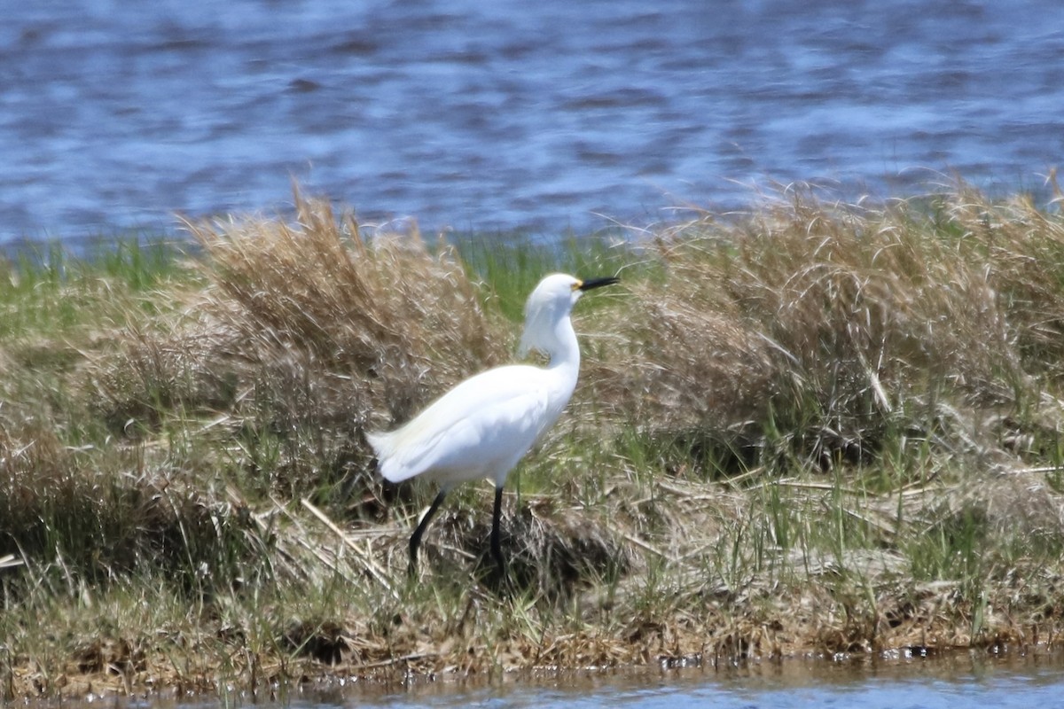 Snowy Egret - Kelly Krechmer